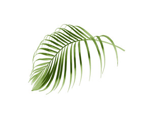 tropical green palm leaf tree isolated on white background