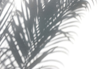 abstract background of shadows palm leaves on concrete , white and black shadow leaf