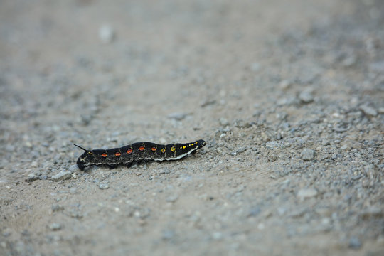 360 最適な いもむし 画像 ストック写真 ベクター Adobe Stock