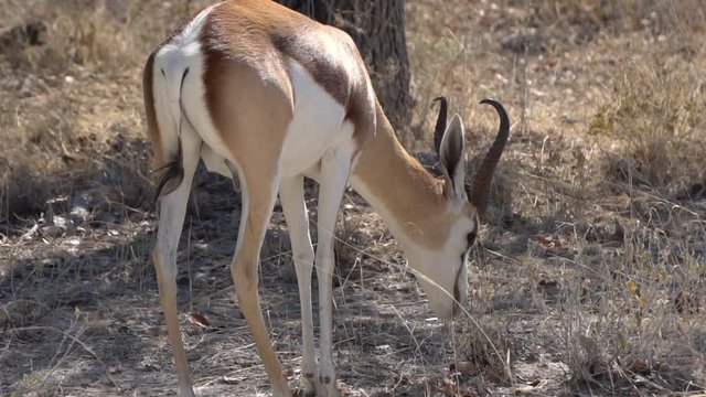 antelopes graze. springbok eat dry grass. South Africa, Namibia. slow motion