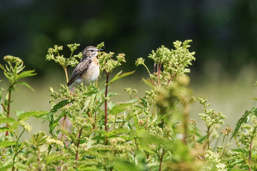 The beautiful little bird is a migratory bird