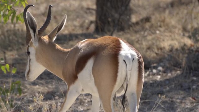 antelopes graze. springbok eat dry grass. South Africa, Namibia. slow motion