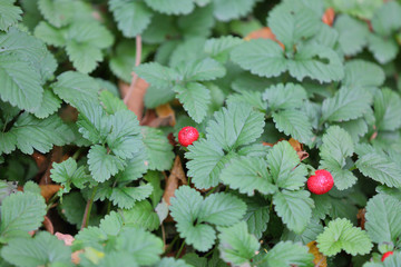 Inedible red berry of false wild strawberries of the Dushesnea Indica family