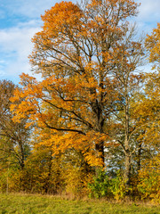 Fototapeta premium Beautiful autumn landscape with colorful trees, stone fence and road