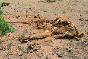 Animal cadaver in desert