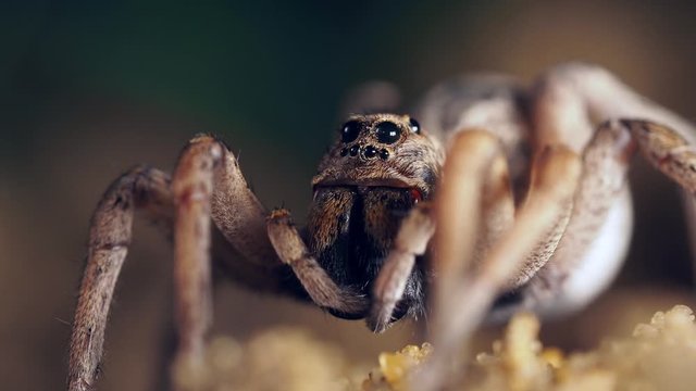 Large wolf spider carefully wipes and cleans her eyes. Macro locked off