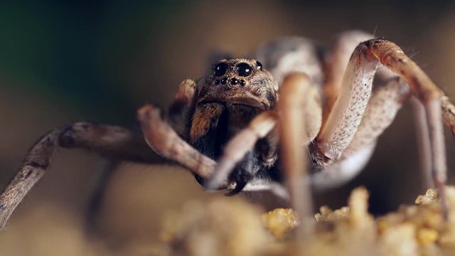 Huge female wolf spider throroughly grooms her leg. Macro locked off.