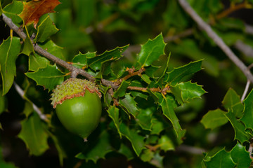 Obraz premium Bellota en Bosque ,Benizar,Moratalla,Murcia(España)