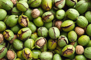 Fresh harvest of walnuts in a green shell.