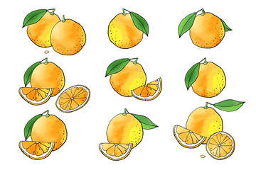 Orange fruit icons with watercolor texture. Vector stock set. Cute doodles. Summer fruit, bright citrus for lemonade and cocktail. Can be used for printed materials. Hand drawn design elements