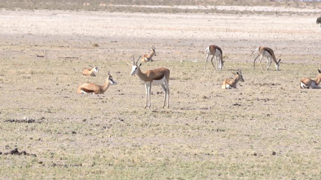 springbok antelopes in the desert