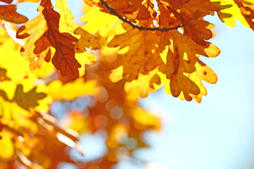 Fototapeta na wymiar yellow oak leaves in the forest on a sunny day in autumn. natural background