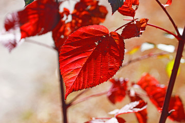 red aspen leaves in the forest on a sunny day in autumn. natural background