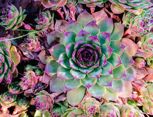 Succulents in the flower bed. A trend in the flora world. Mint and neon colors on plants