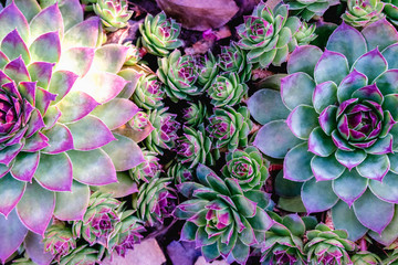 Fototapeta Succulents in the flower bed. A trend in the flora world. Mint and neon colors on plants obraz