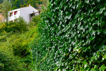 Aldea de Benizar, situado a mas de 800 sobre el nivel del mar , pertenece a Moratalla en región de...