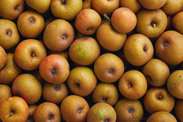 Golden reinette apples in a crate.