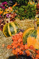 pumpkins and gourds
