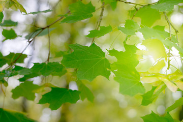 Branch of green maple foliage and the rays of the sun