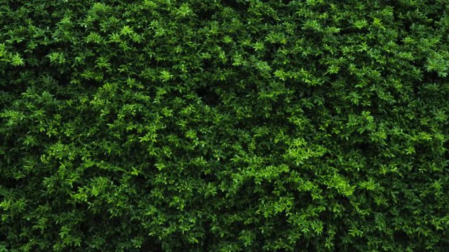 Green leaves background or the naturally walls texture