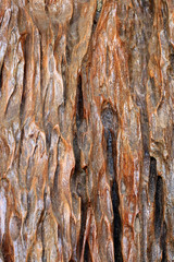 Natural old bark pattern with brown color.