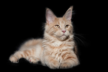 Fototapeta na wymiar Adorable purebred maine coon kitty lying