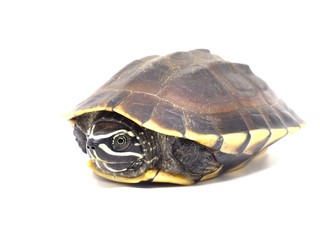 Turtle contraction in shell on a white background.