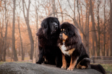 Tibetan mastiff dog in the park