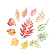 Autumn leaves colorful set, vector illustration in vintage watercolor style for your design.