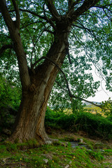 Bosque de Alamos en Benizar,Moratalla (España)