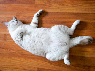 baige color Tonginese strip cat lie on wood floor