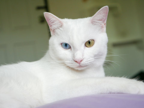 odd eye with cat lie on bed