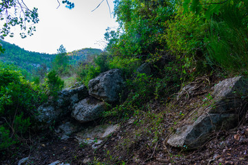 Bosque de Alamos en Benizar,Moratalla (España)