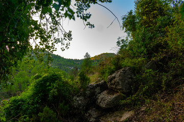Bosque de Alamos en Benizar,Moratalla (España)