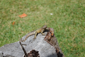 a gray lizard sits warily on a wooden stump