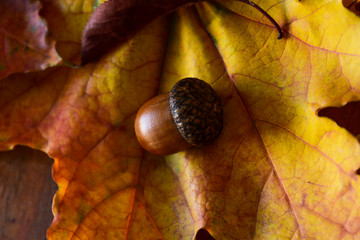 Acorns on the leaves on wooden background. Symbolism of autumn and autumn colors of yellow, gold and brown.