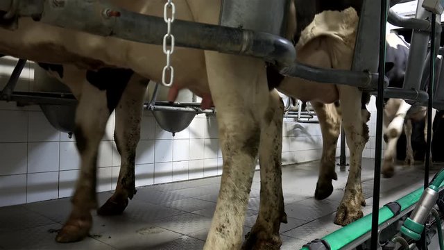 Moving a row of cows (5 at a time) from the holding yard into the parallel milking parlor on a dairy farm during morning milking. Sao Miguel Island, Azores