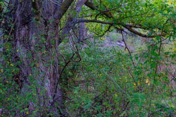 Bosque de Alamos en Benizar,Moratalla (España)