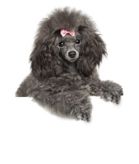 Toy Poodle above banner on white background