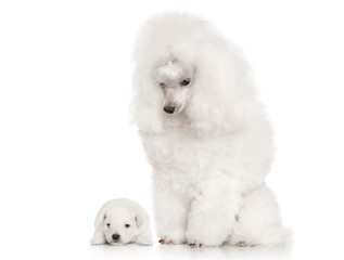 White Poodle dog mother with her puppy