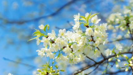 White wild Himalayan cherry blossom in a garden.