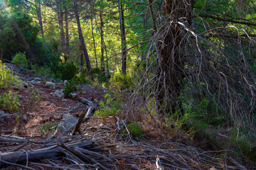 Bosque de pinos de diferentes especies en Benizar,Moratalla en España