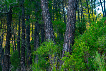 Bosque de pinos de diferentes especies en Benizar,Moratalla en España