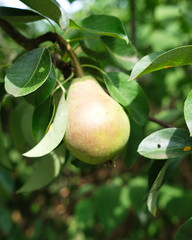 Birne am Baum Garten
