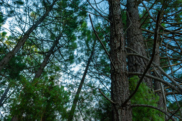 Bosque de pinos de diferentes especies en Benizar,Moratalla en España