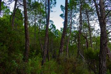 Fototapeta premium Bosque de pinos de diferentes especies en Benizar,Moratalla en España