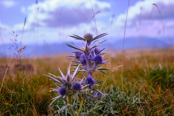 Flor