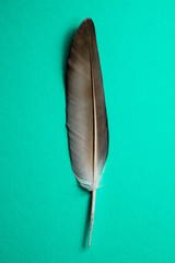 Gray feather isolated on light green background