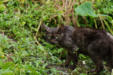 警戒する猫