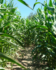 Maisfeld Weg Irrgarten